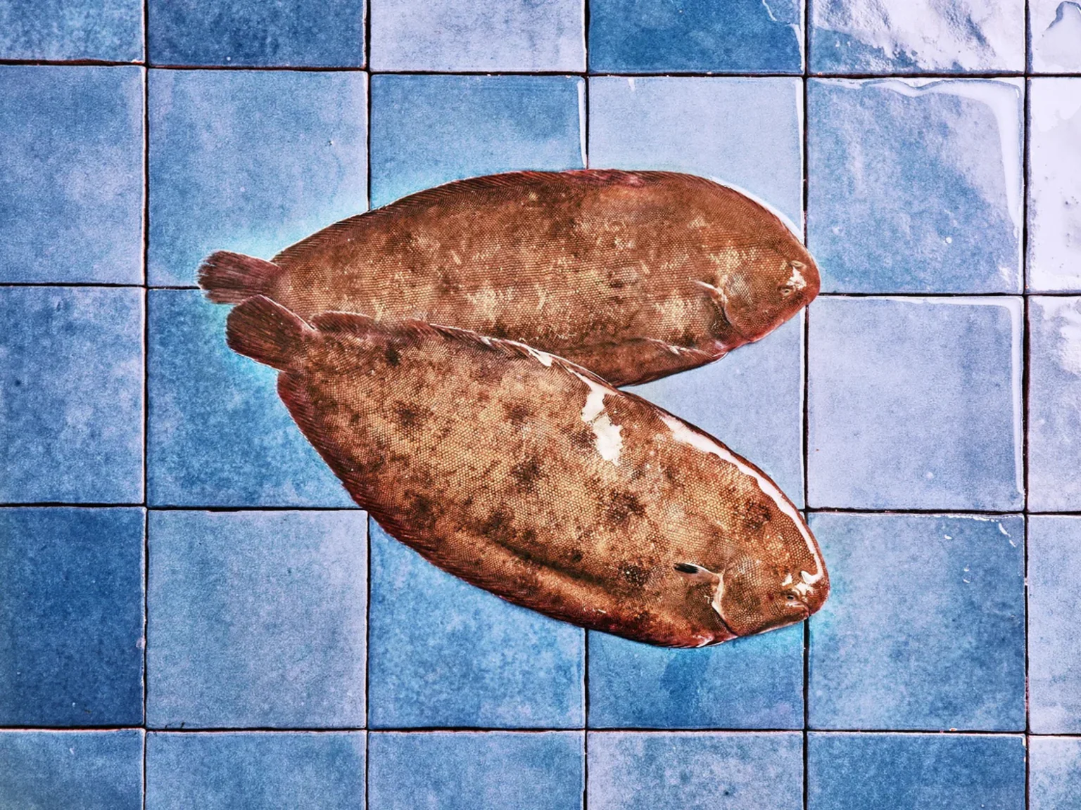 Les soles sont particulièrement présente en Atlantique, après un mois de fermeture de la pêche